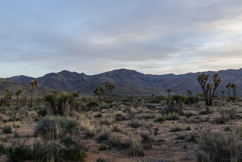 Desert vista at Joshua Tree National Park, March 2017