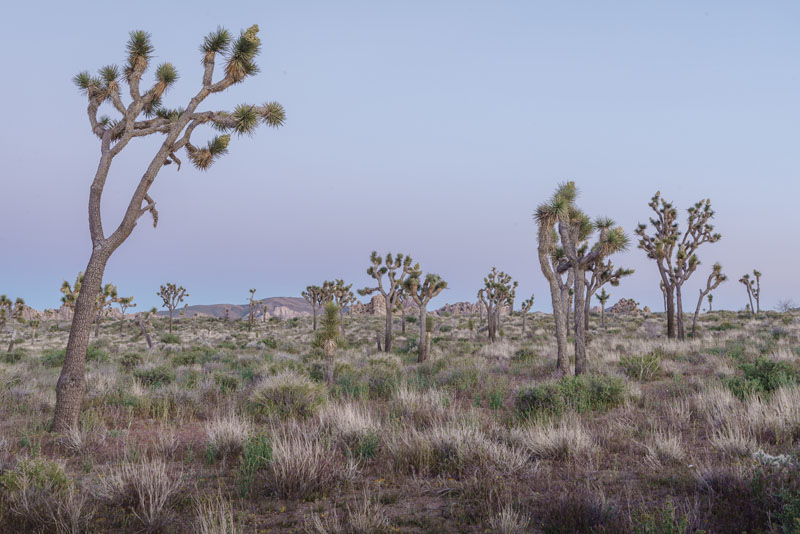 Spring scenery at Joshua Tree National Park, April 2019