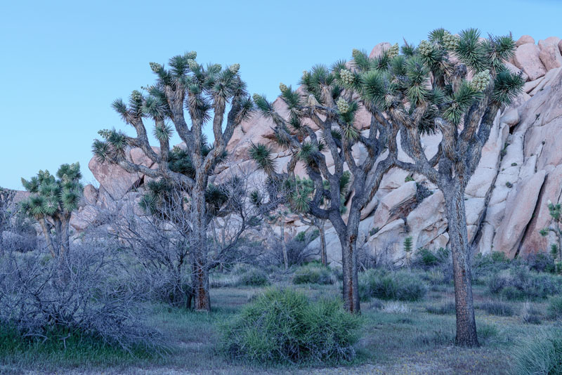 Rock formations at Joshua Tree National Park, April 2019