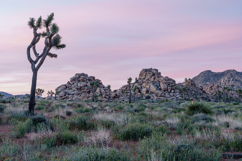 Desert vegetation at Joshua Tree National Park, April 2019