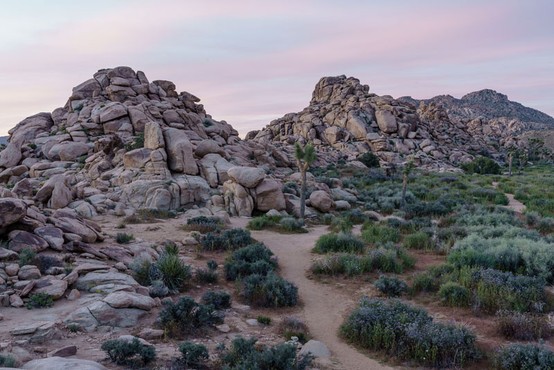 Natural landscape at Joshua Tree National Park, April 2019