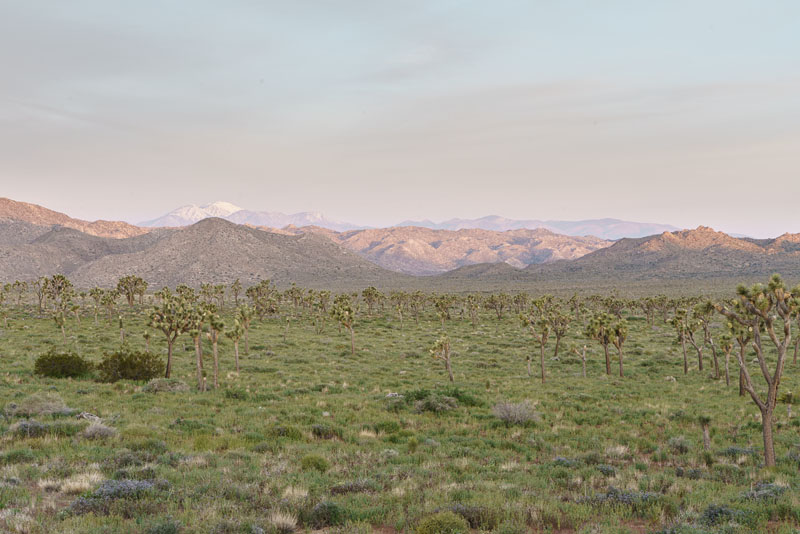 Desert vista at Joshua Tree National Park, April 2019