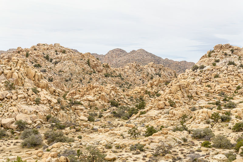 Desert landscape at Joshua Tree National Park, January 2020