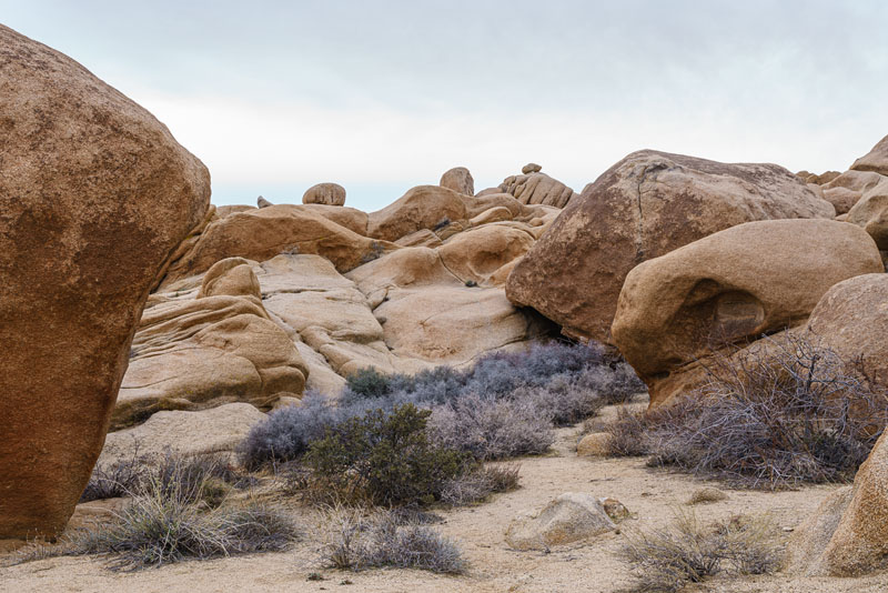 Desert vista at Joshua Tree National Park, January 2020