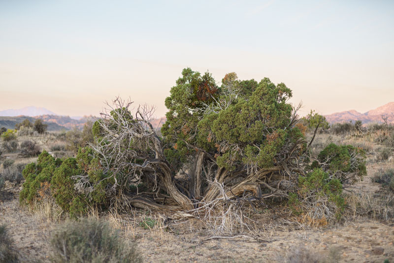 Spring landscape at Joshua Tree National Park, March 2022