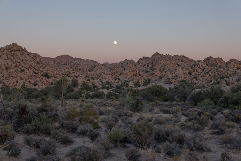 Summer landscape at Joshua Tree National Park, June 2024