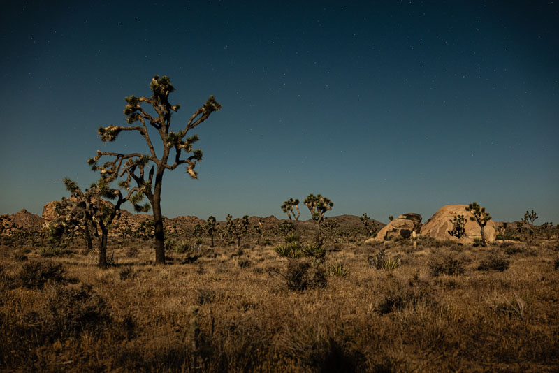 Desert vista at Joshua Tree National Park, June 2024