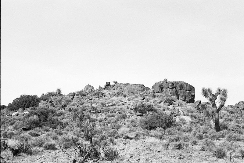 Desert landscape at Joshua Tree National Park, February 2025